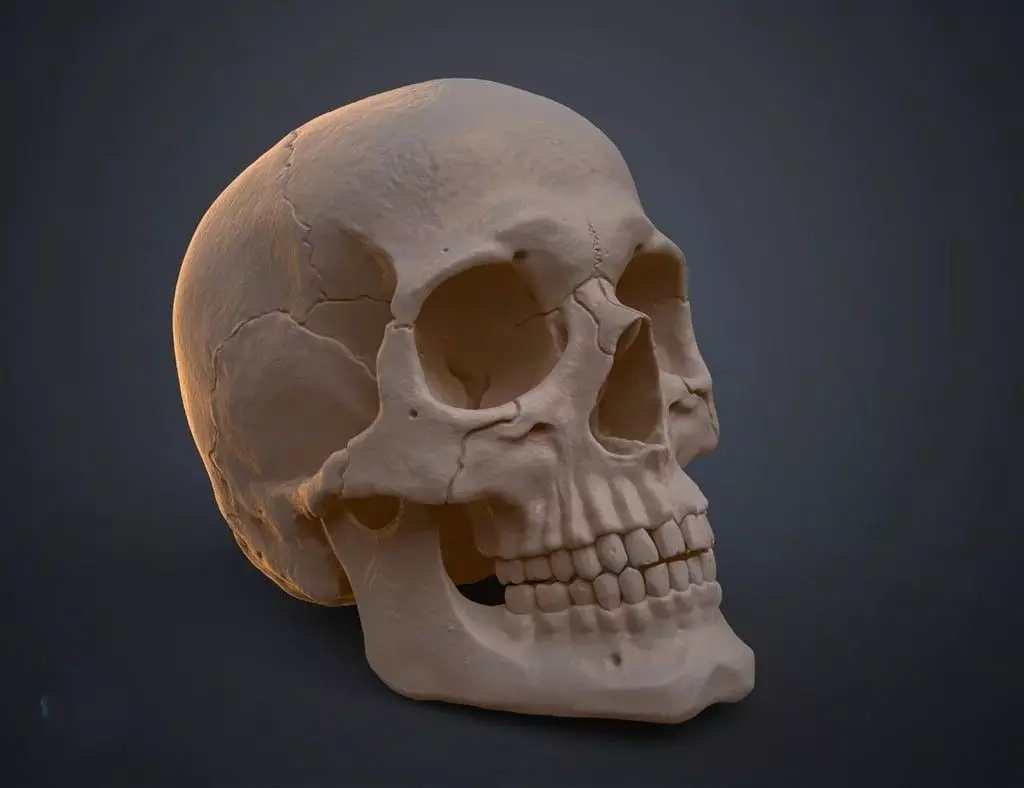 skull human 3D print model_0