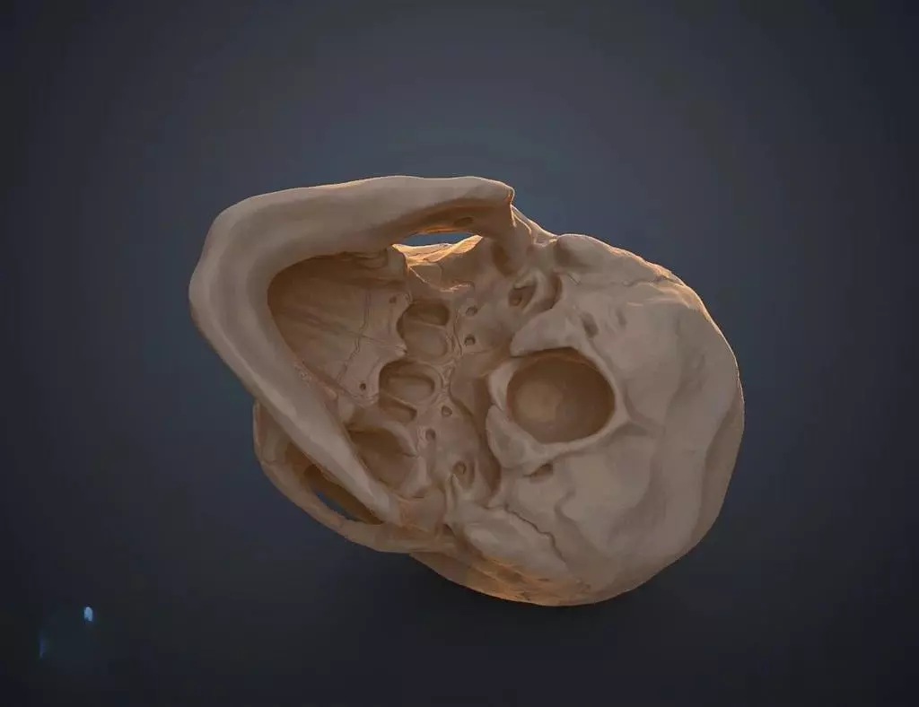skull human 3D print model_3