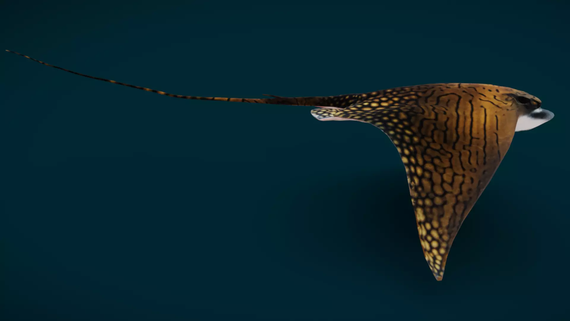Ornate Eagle Ray 3D model_3