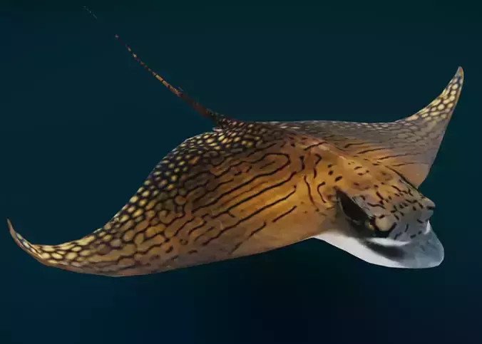 Ornate Eagle Ray