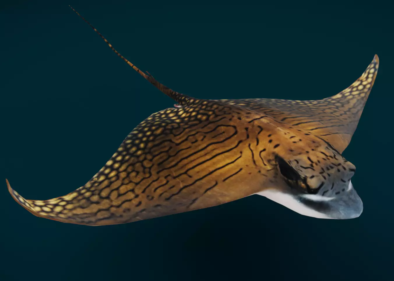 Ornate Eagle Ray 3D model_0