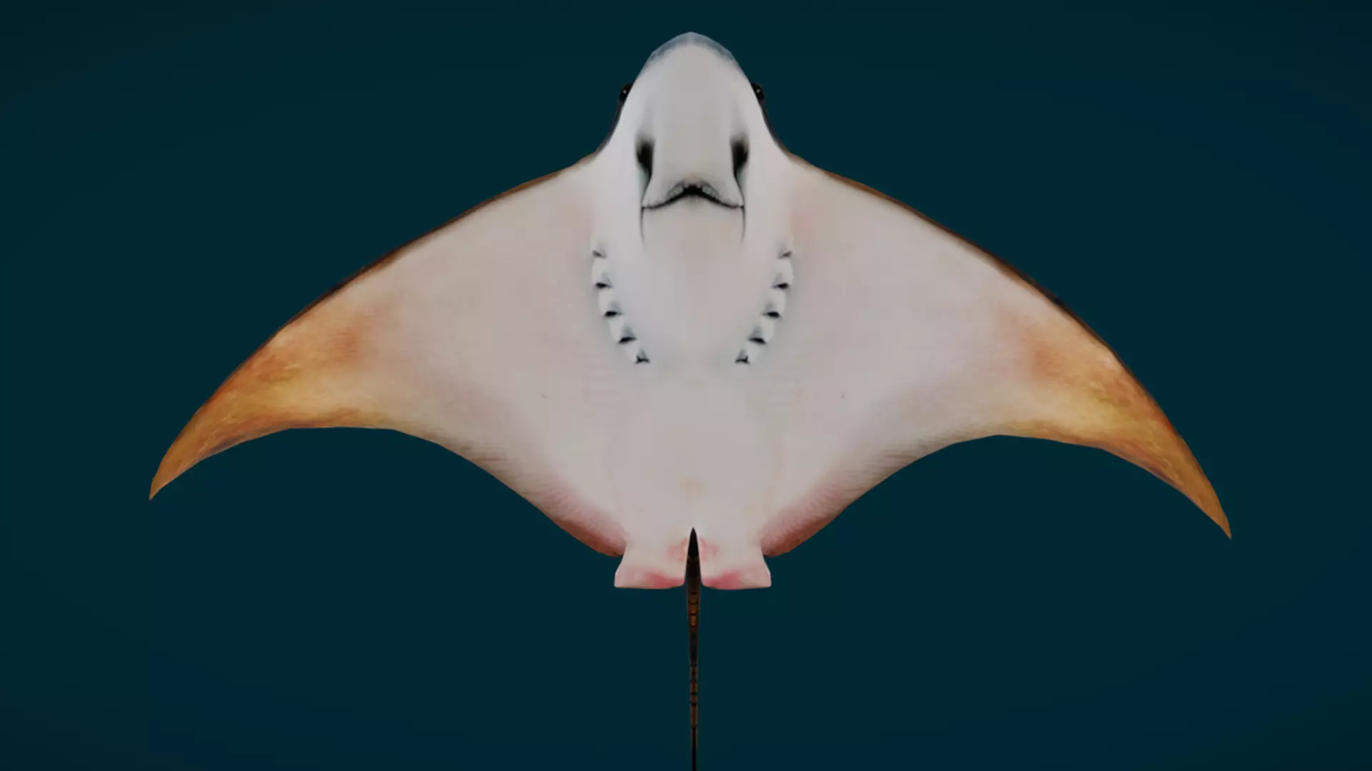 Ornate Eagle Ray 3D model_12