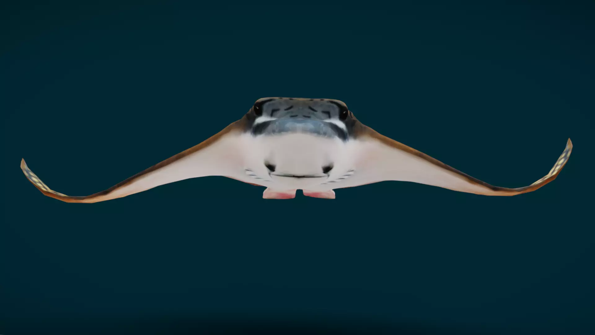 Ornate Eagle Ray 3D model_11