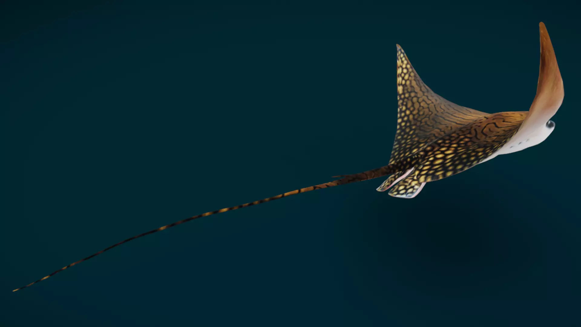 Ornate Eagle Ray 3D model_2