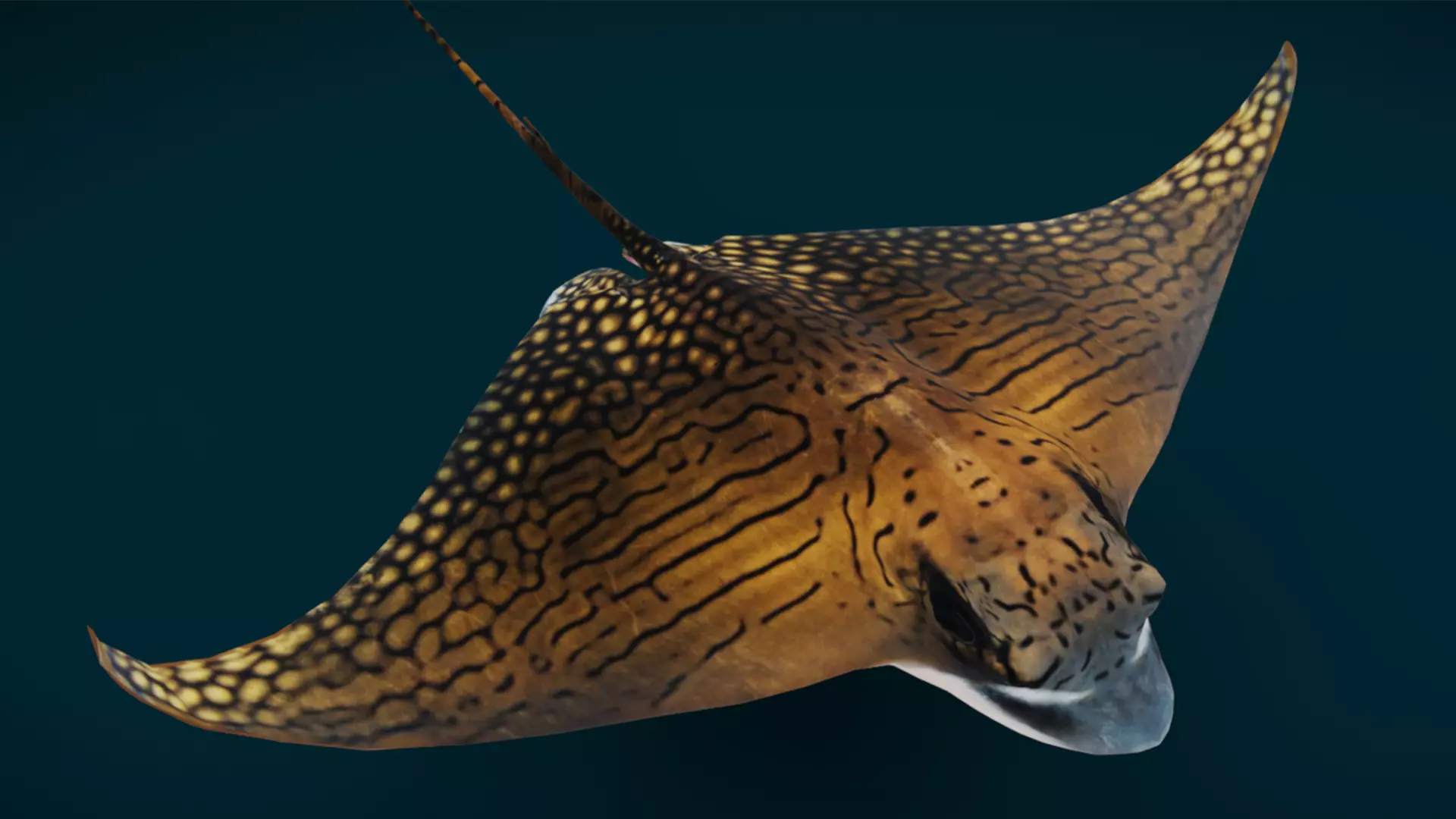 Ornate Eagle Ray 3D model_9