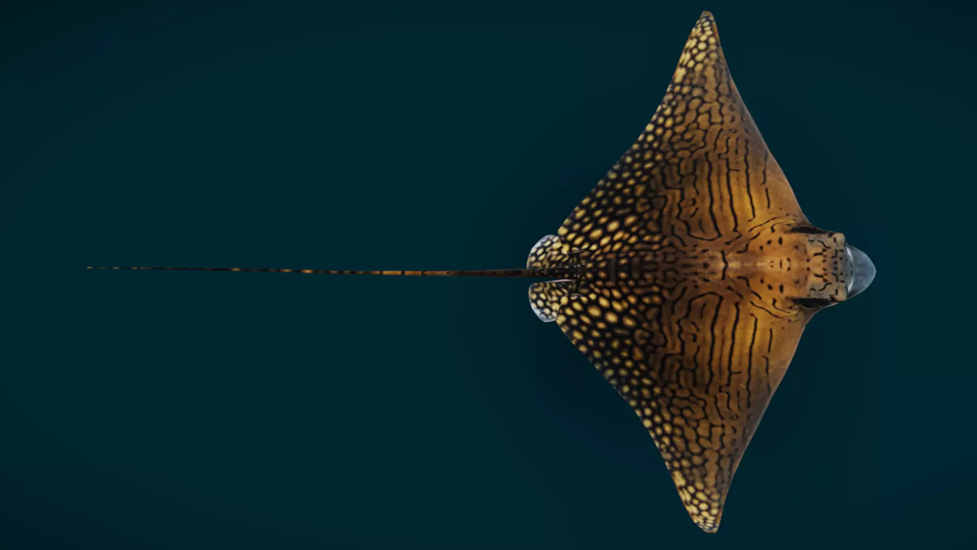 Ornate Eagle Ray 3D model_4