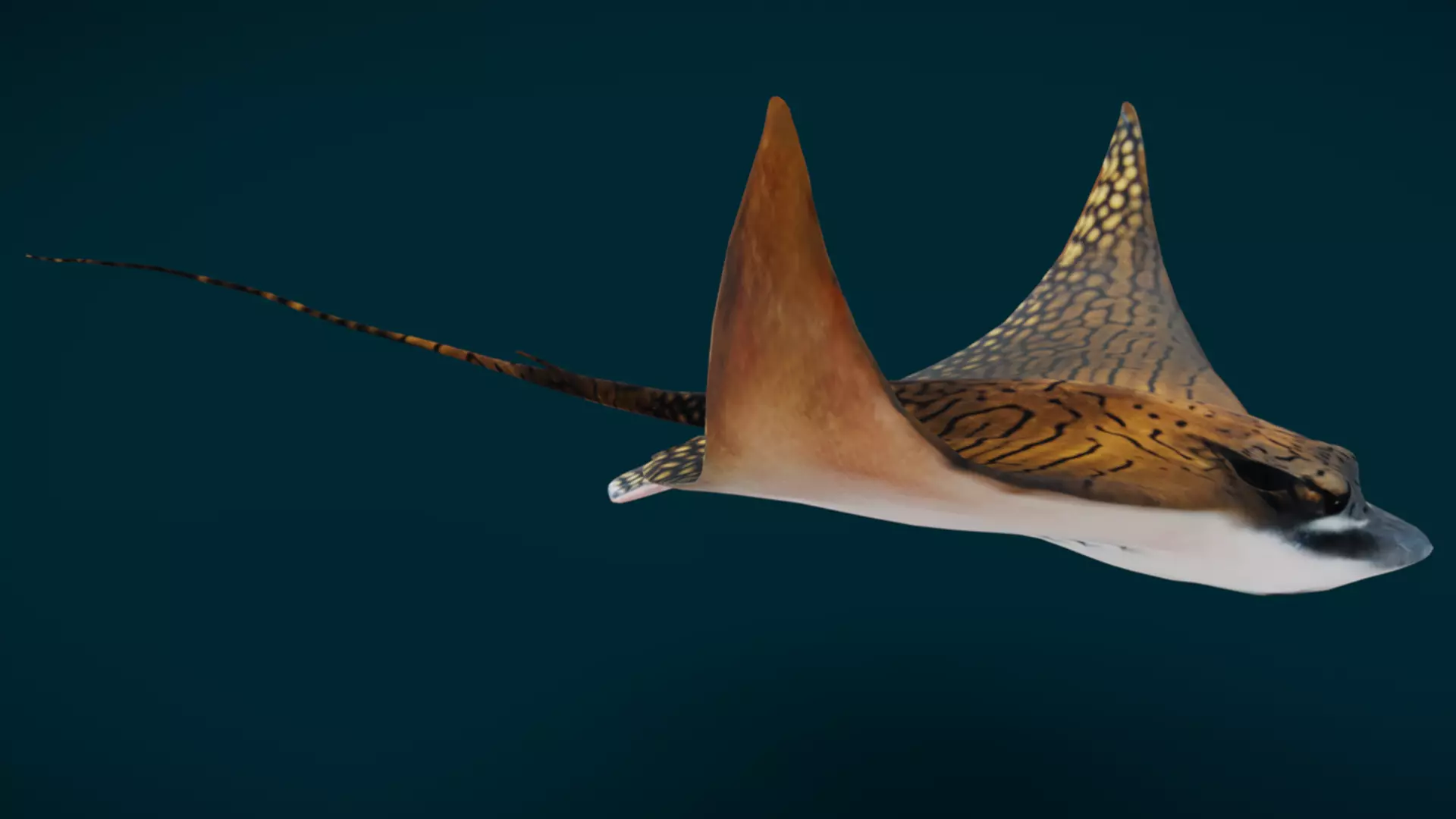 Ornate Eagle Ray 3D model_5