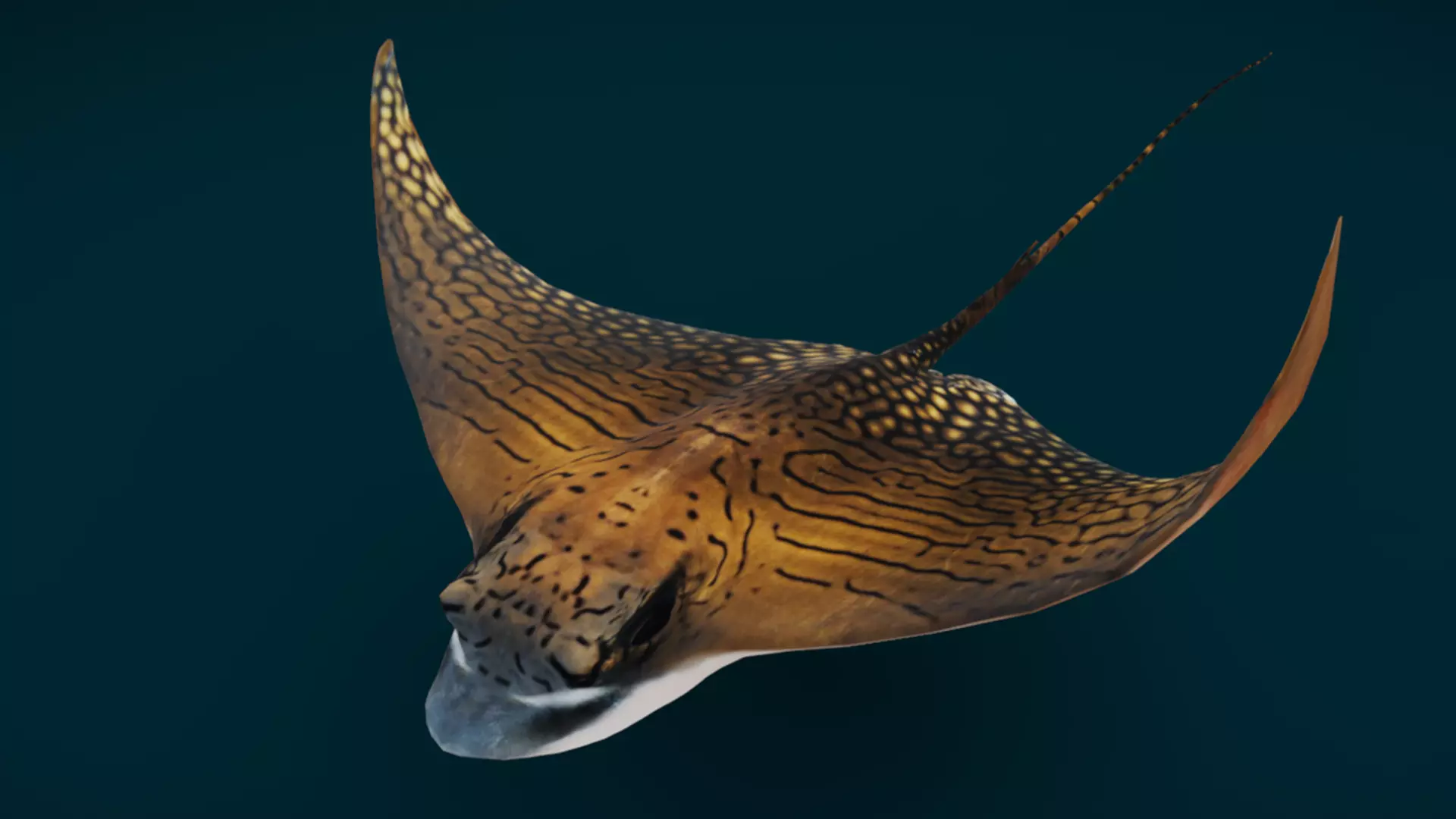 Ornate Eagle Ray 3D model_8