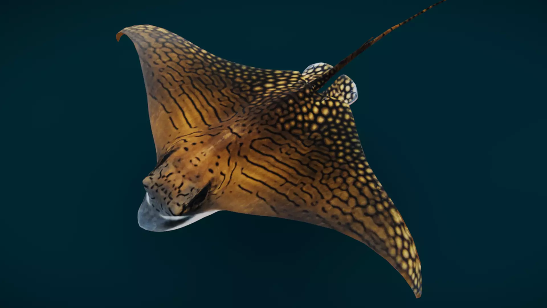 Ornate Eagle Ray 3D model_10