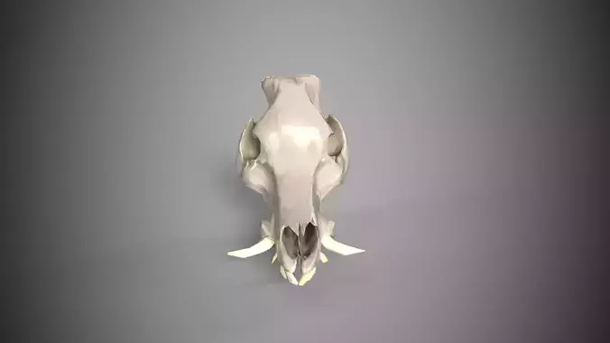 Wild Boar Skull 3D Model