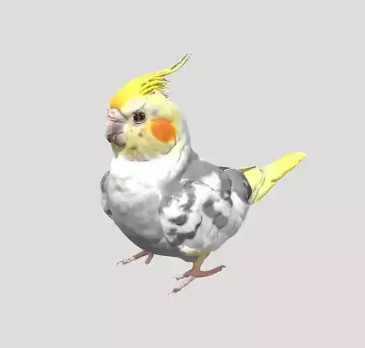 Cockatiel Bird 3D print model