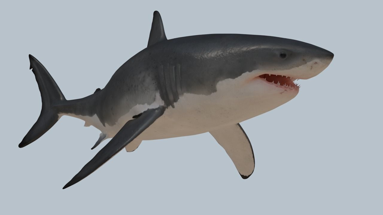 Great white shark rigged and animated for Cinema 4d  Low-poly 3D model_3