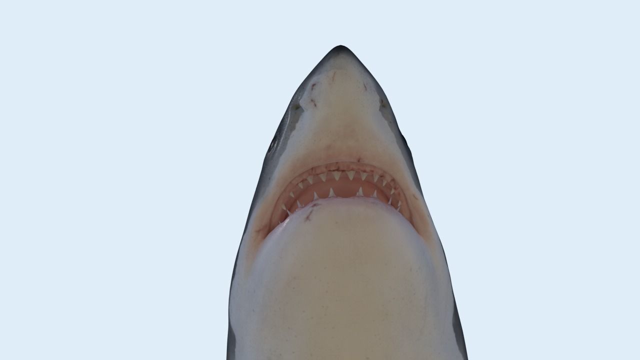 Great white shark rigged and animated for Cinema 4d  Low-poly 3D model_4