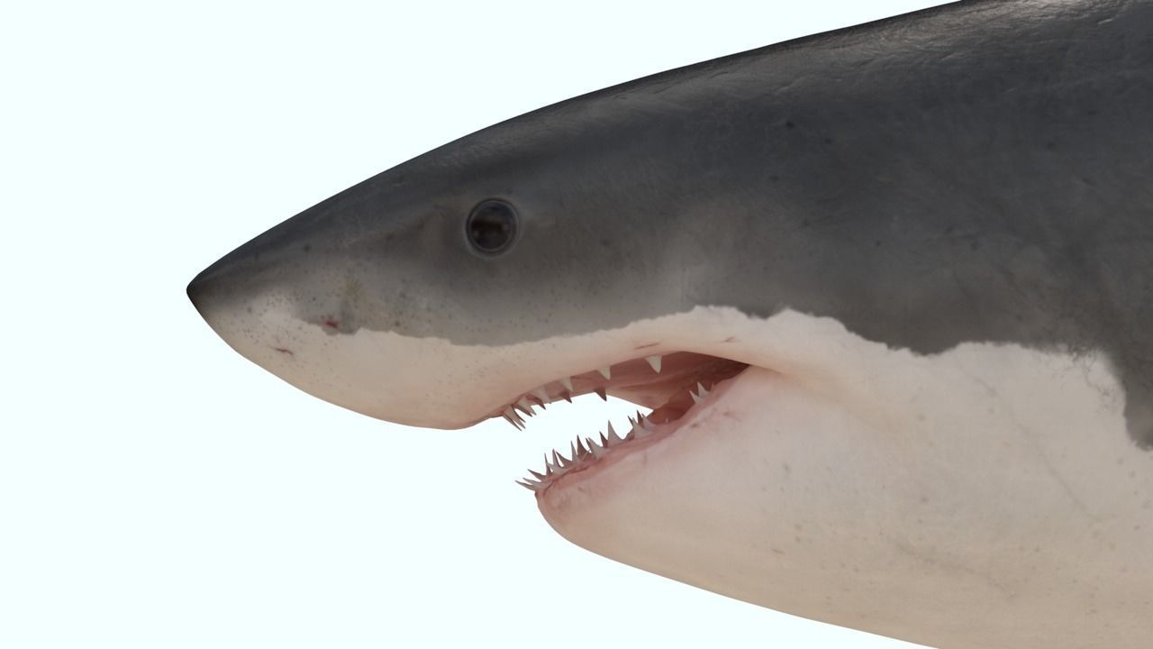 Great white shark rigged and animated for Cinema 4d  Low-poly 3D model_0