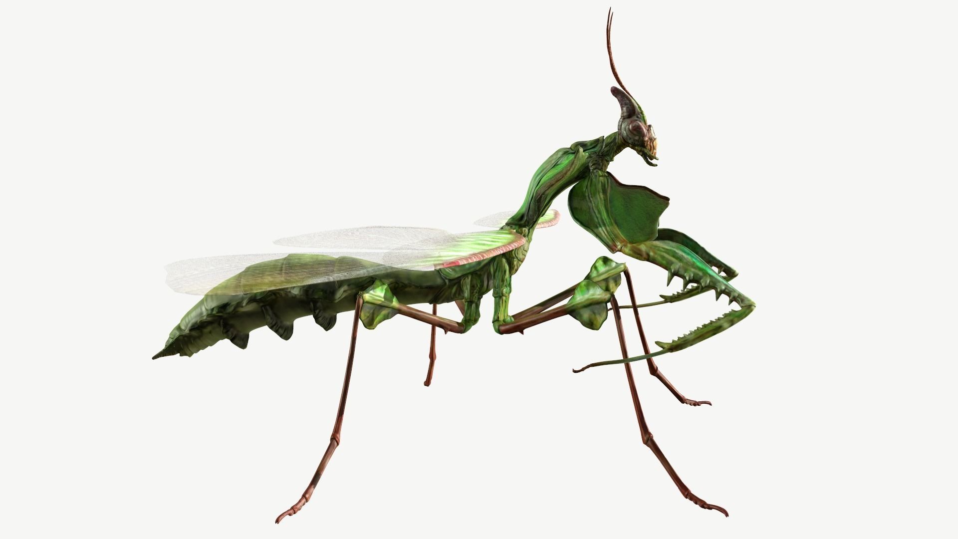 Giant Devils Flower Mantis Low-poly 3D model_3