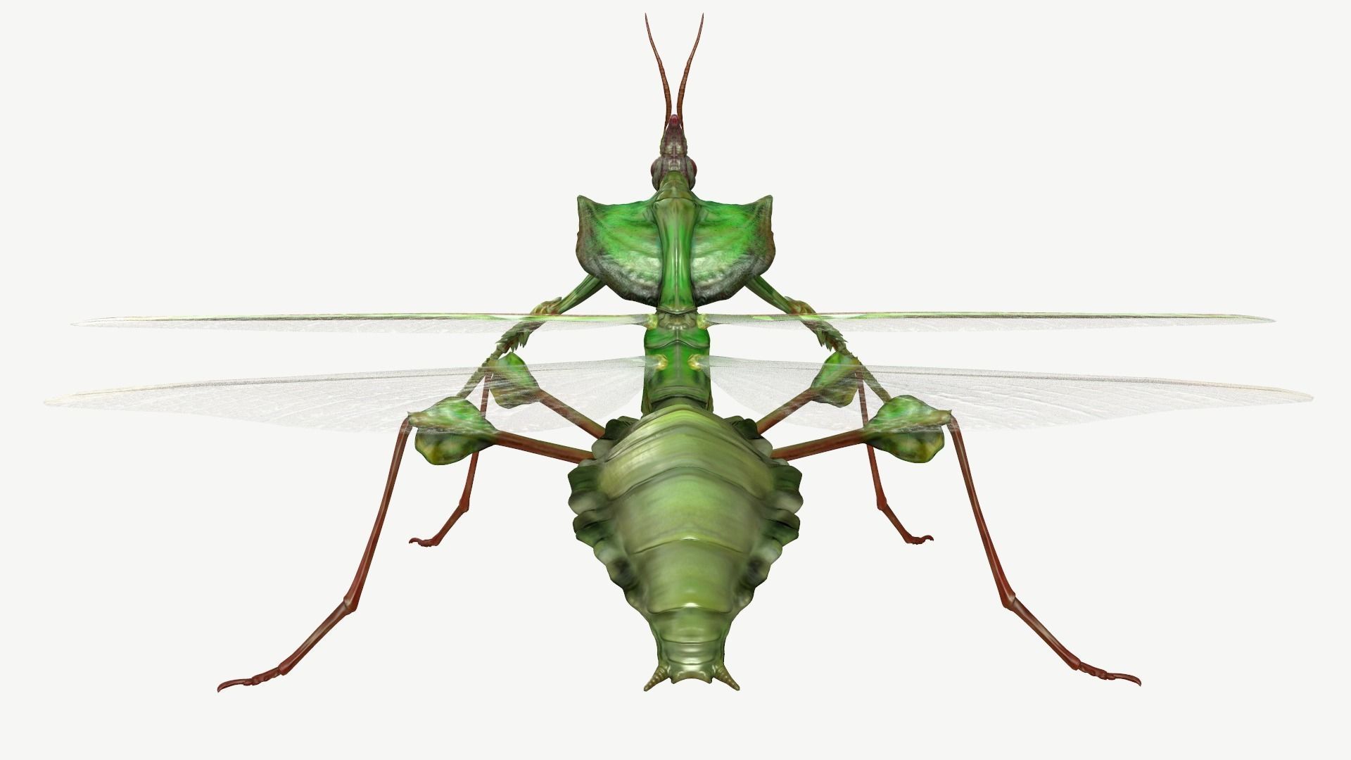 Giant Devils Flower Mantis Low-poly 3D model_7