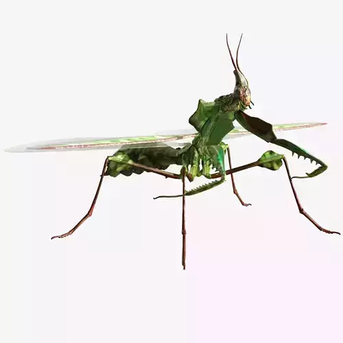 Giant Devils Flower Mantis