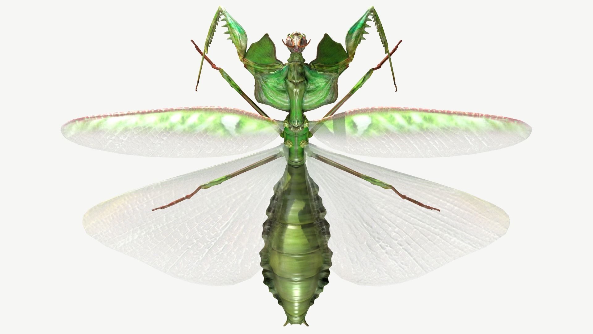 Giant Devils Flower Mantis Low-poly 3D model_9