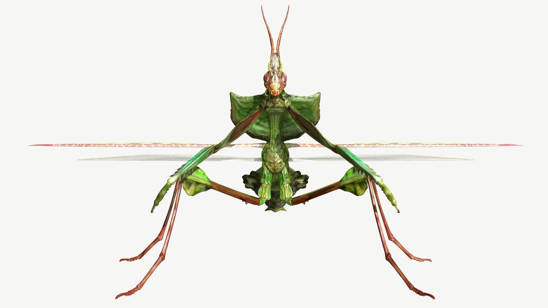 Giant Devils Flower Mantis Low-poly 3D model_11