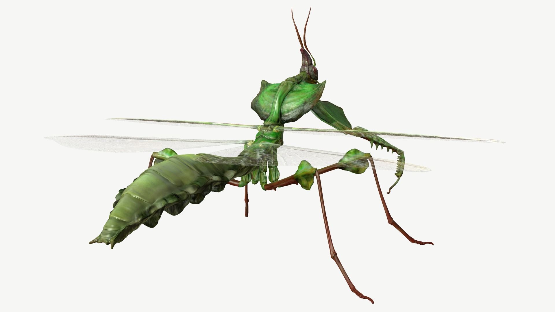 Giant Devils Flower Mantis Low-poly 3D model_5