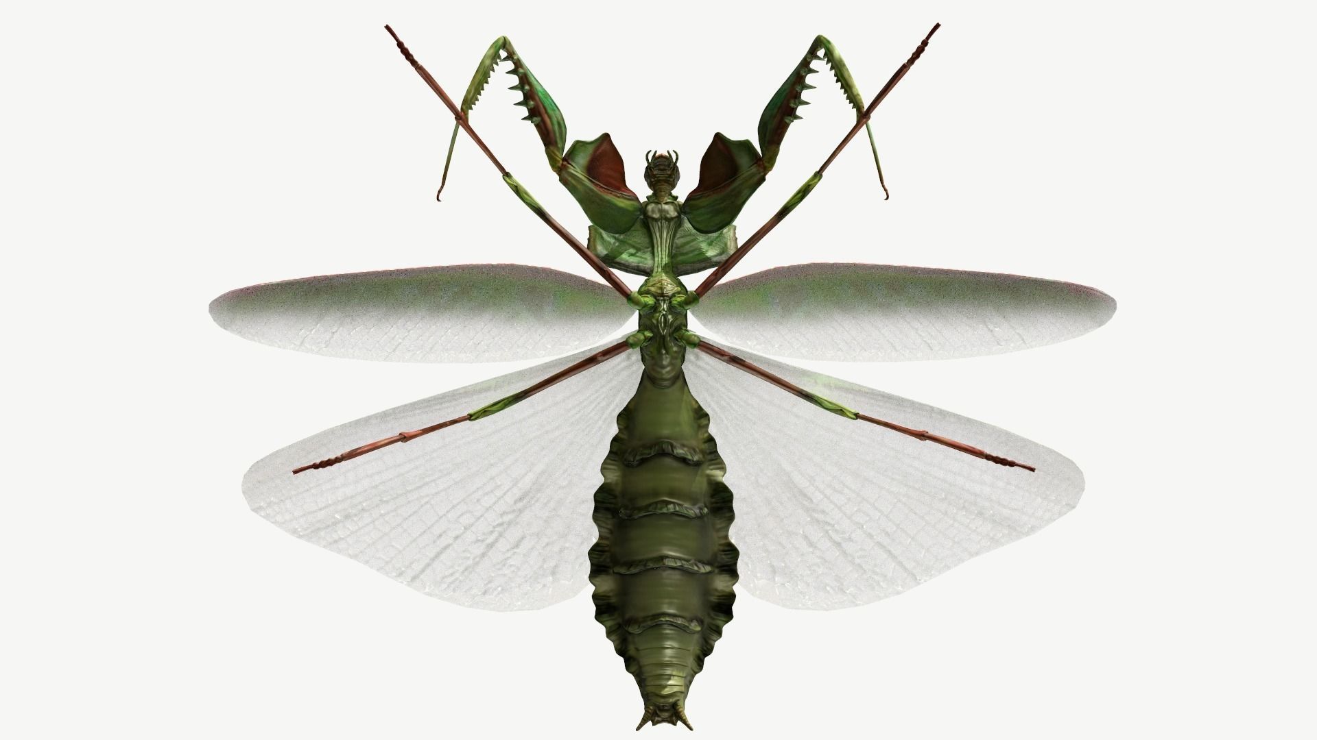 Giant Devils Flower Mantis Low-poly 3D model_13