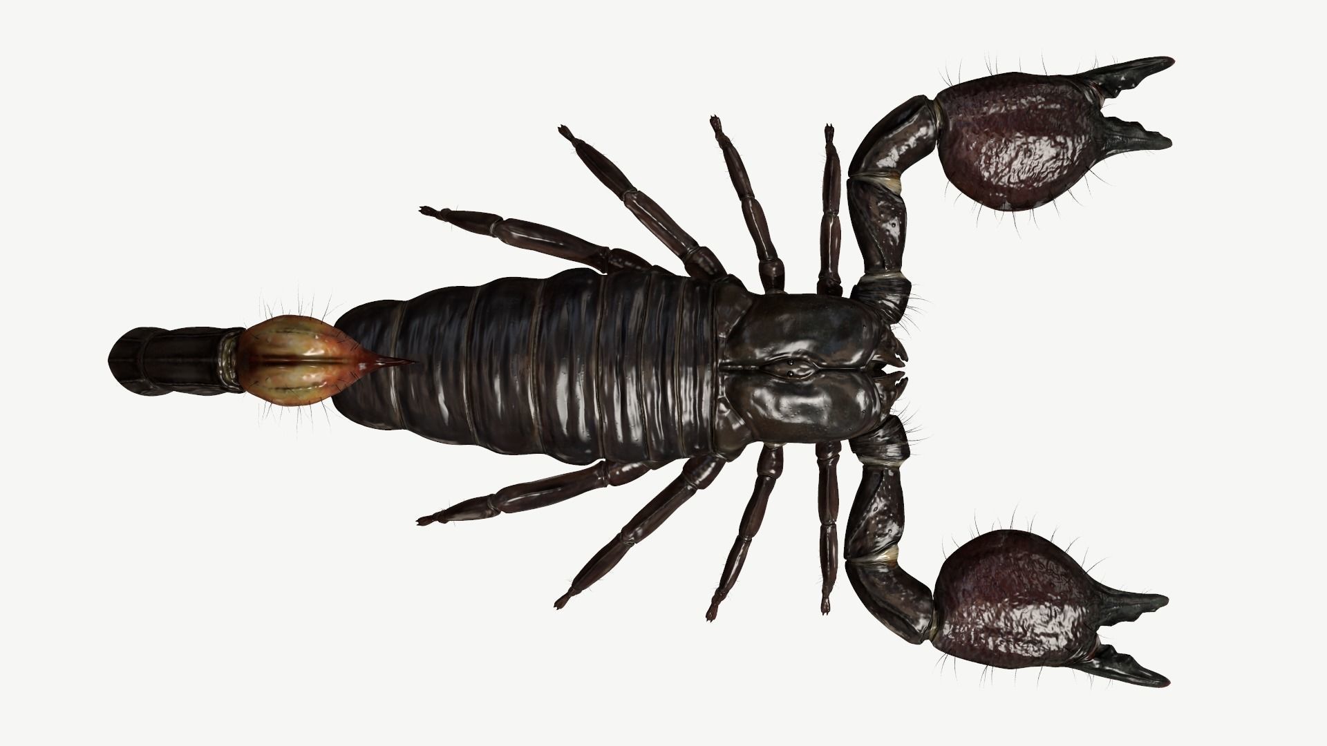 Emperor Scorpion Low-poly 3D model_8