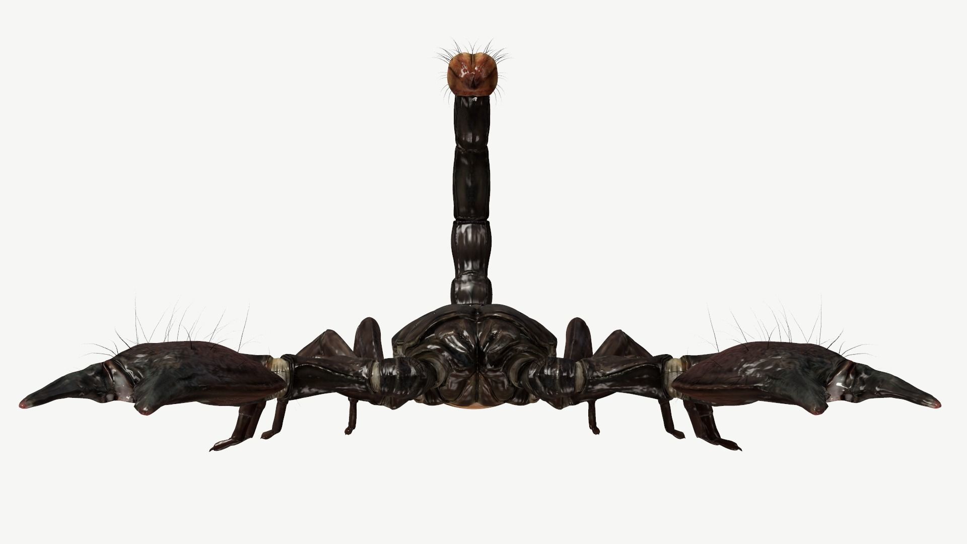 Emperor Scorpion Low-poly 3D model_10