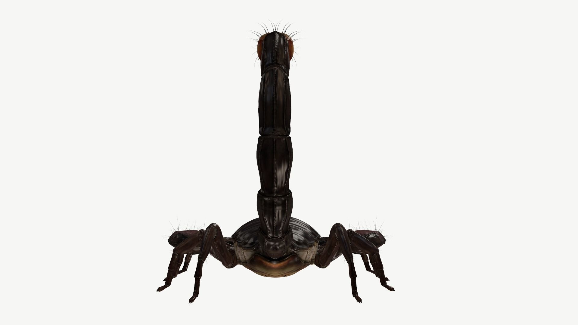 Emperor Scorpion Low-poly 3D model_6