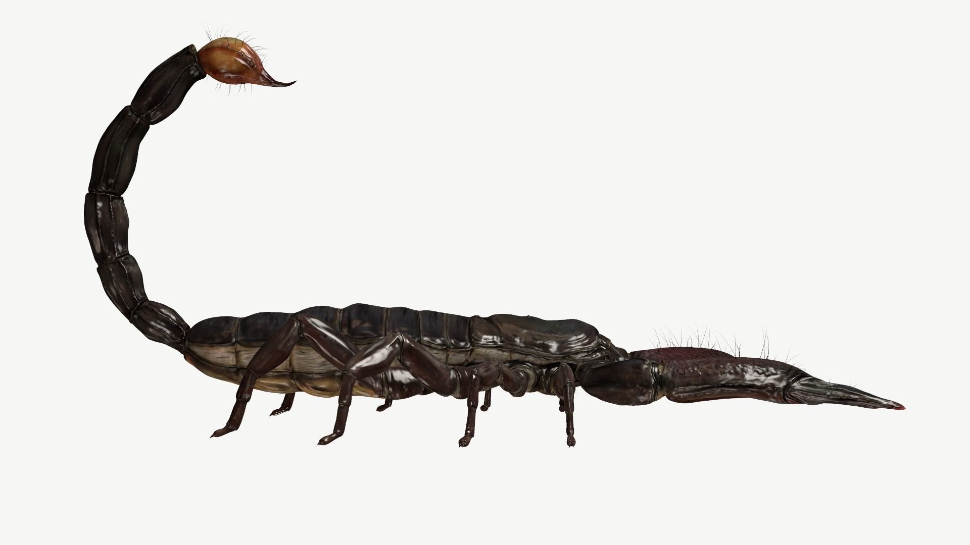 Emperor Scorpion Low-poly 3D model_2