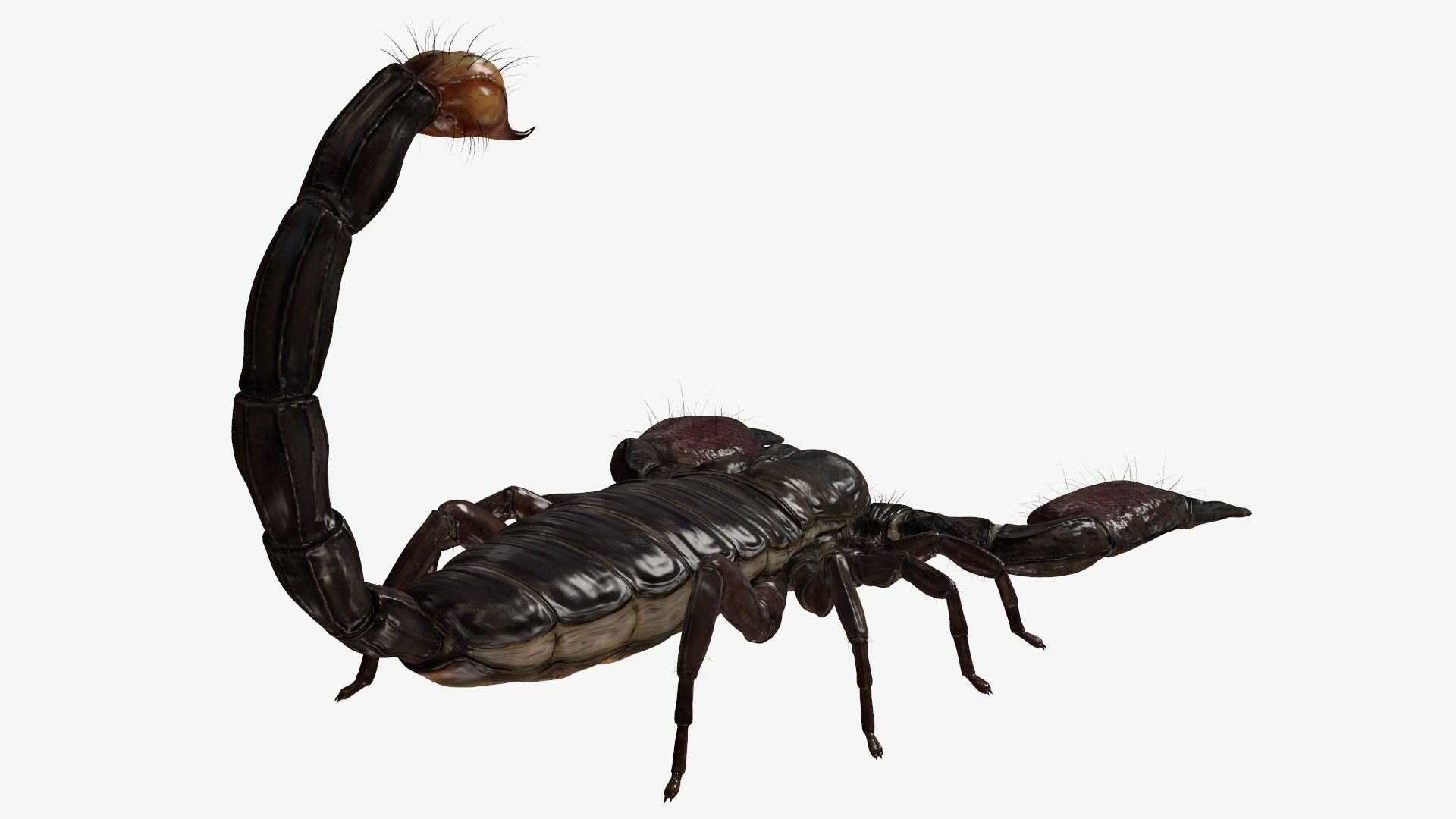 Emperor Scorpion Low-poly 3D model_4