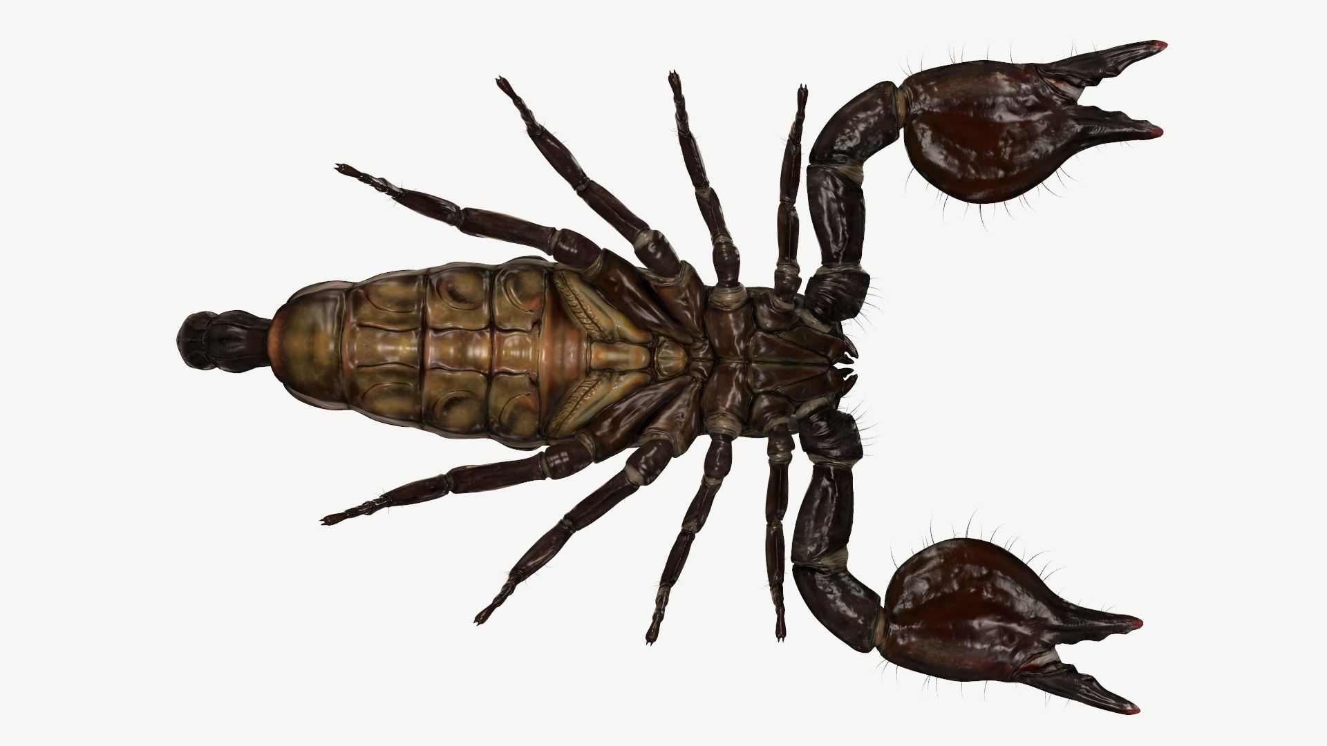 Emperor Scorpion Low-poly 3D model_12