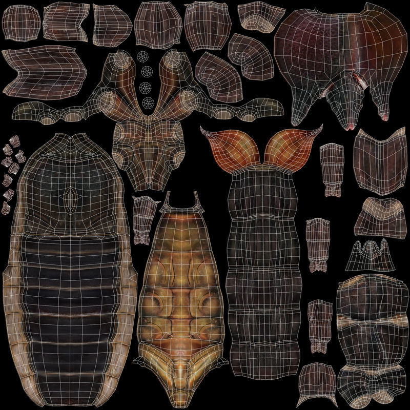 Emperor Scorpion Low-poly 3D model_14