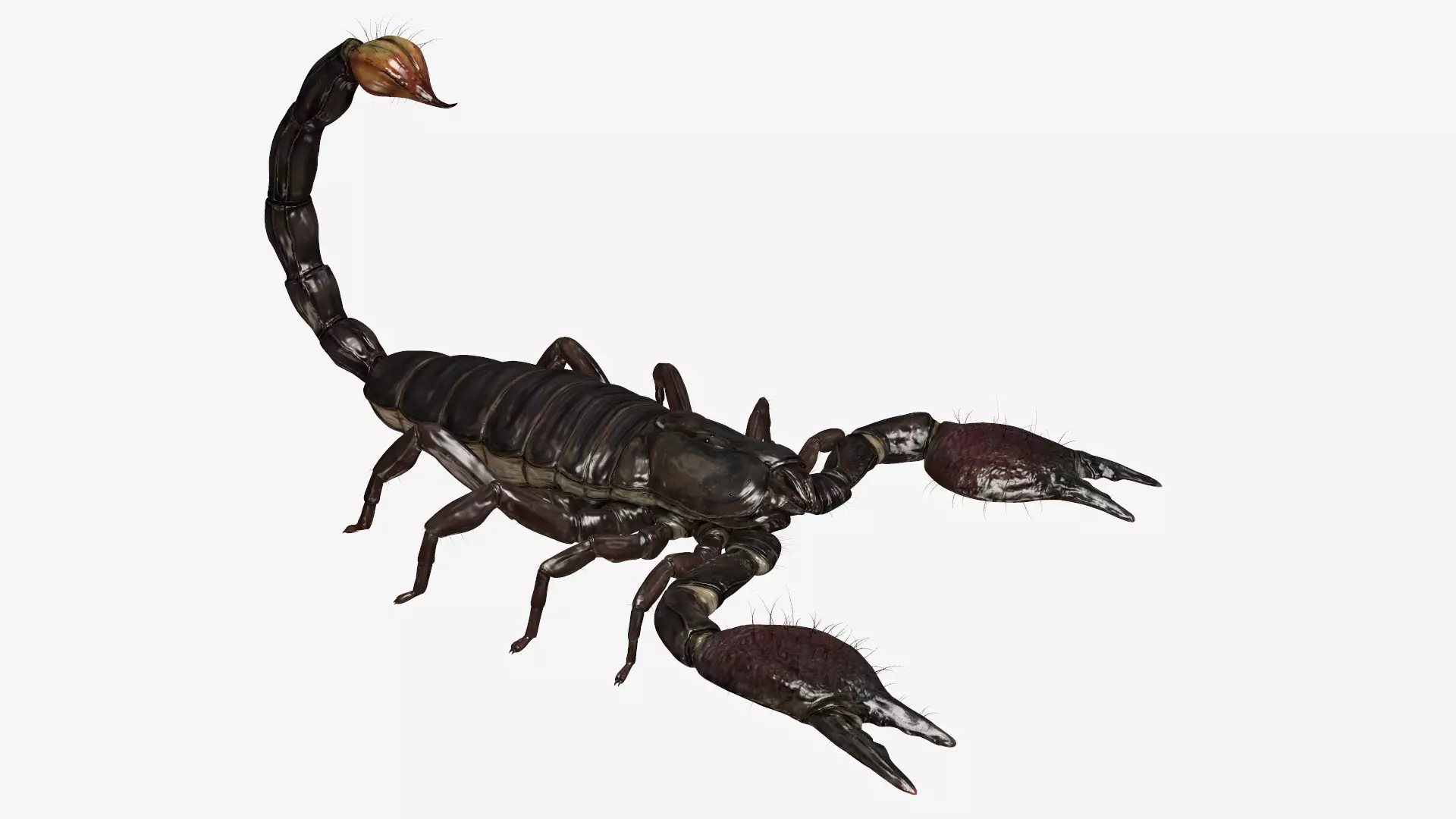 Emperor Scorpion Low-poly 3D model_0