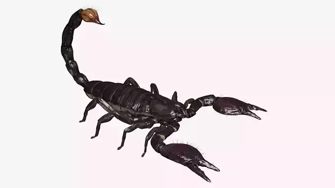 Emperor Scorpion Low-poly 3D model