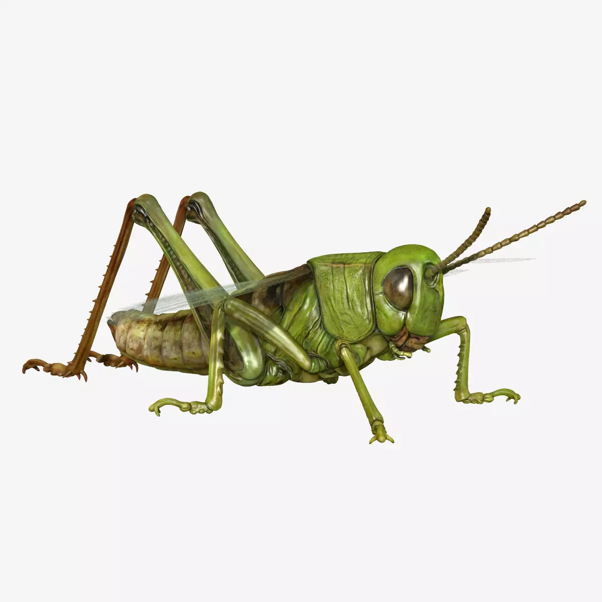 Grasshopper Low-poly 3D model