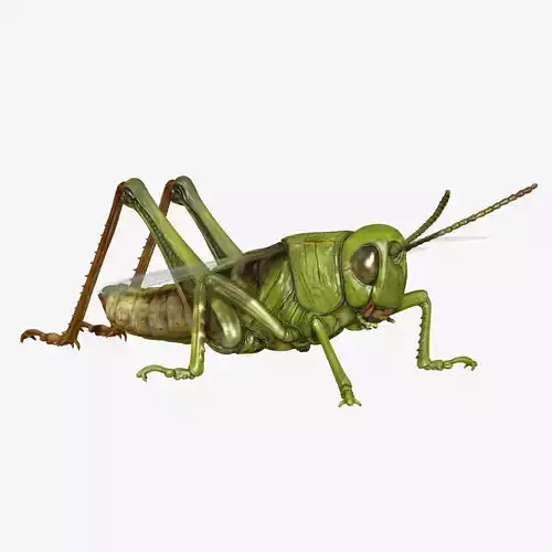 Grasshopper Low-poly 3D model