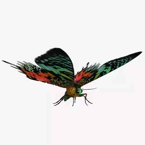 Madagascan Sunset Moth Low-poly 3D model