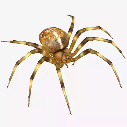 Orb Weaver Spider