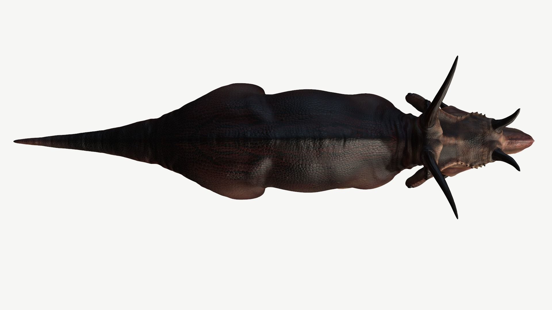 Diabloceratops dinosaur Low-poly 3D model_7