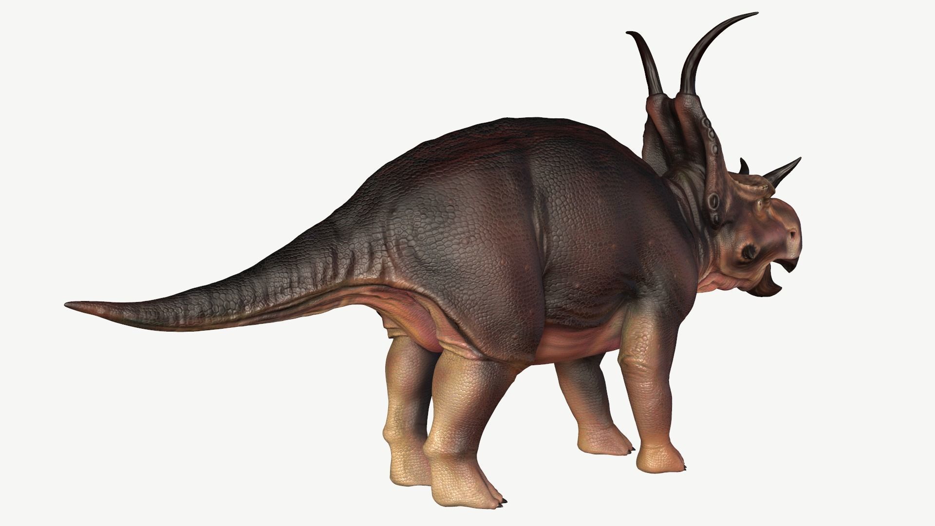 Diabloceratops dinosaur Low-poly 3D model_5