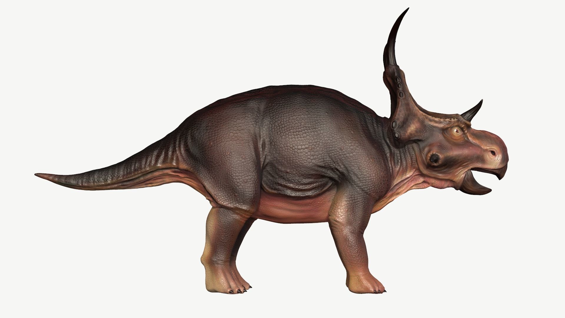 Diabloceratops dinosaur Low-poly 3D model_3