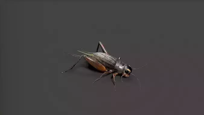 insect Low-poly 3D model