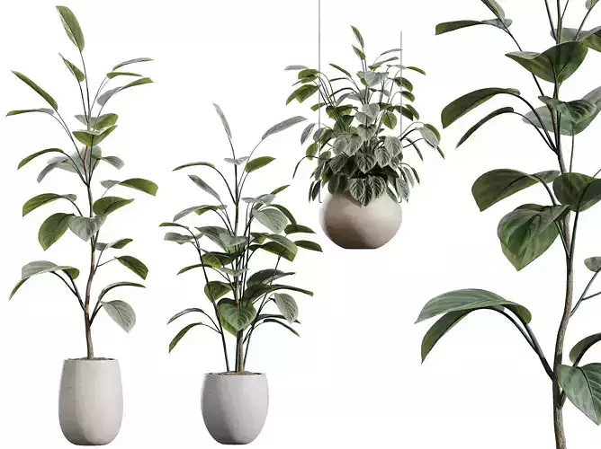 AV House Plants Ficus lyrata Fiddle Leaf Fig Moraceae