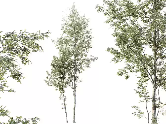 AV Plants Alnus Glutinosa Tree10 3D model