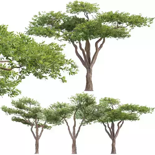 Acacia Trees Vol 301