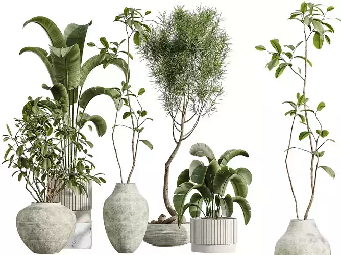 AV Indoor Plants Set 358 Ficus Marginata Banana Nicolai