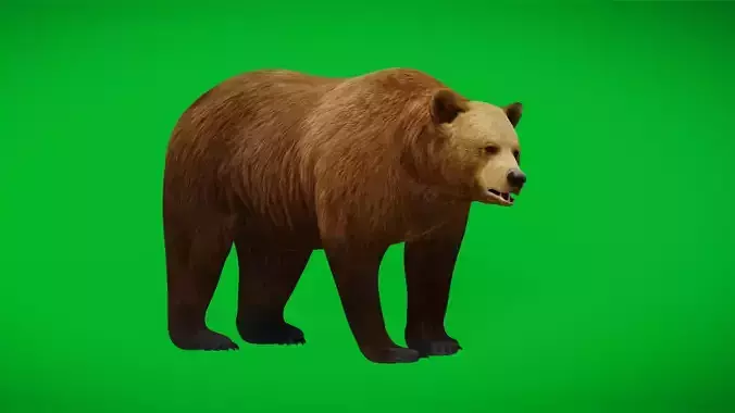 European Brown Bear Low-poly 3D model