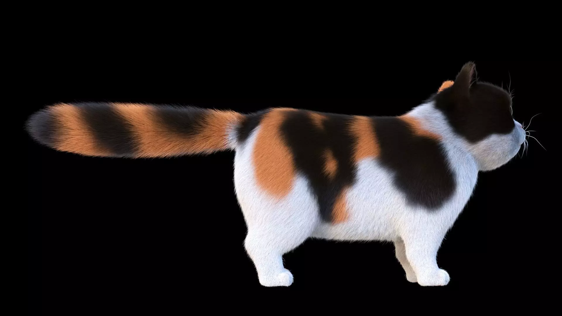 Cute Cat 3D model_5