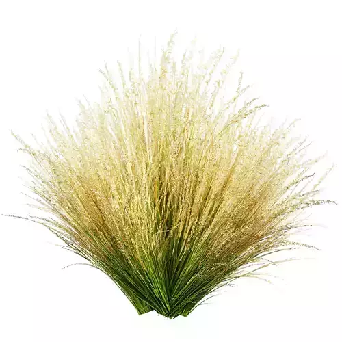 Collection plant vol 641 - grass - pampas
