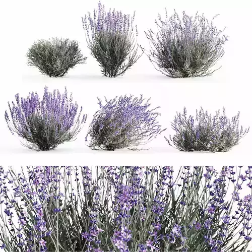 Lavender Bush Set  6 Unique Forms